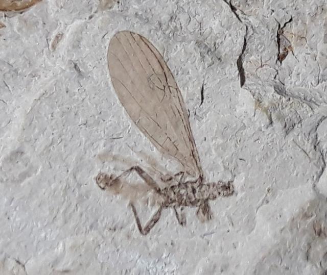 Diptera sp. LINNAEUS 1758 (Zweiflgler) - Bild © FossNet FossilienStore